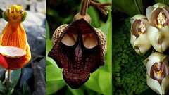 植物のなんちゃって能力が半端ない。何かの顔や形そっくりに擬態した17種の植物 | カラパイア