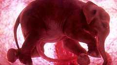 Stunning photographs of animals inside womb