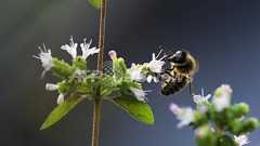 ハチの経済価値は予想以上に大、独研究