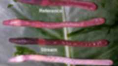 重金属を好んで食べ、無害化する「スーパーミミズ」が発見される : 痛いニュース(ノ∀`)