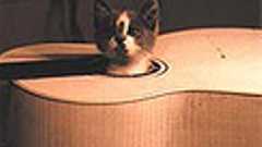 小粋空間_カテゴリーリストにカスタムフィールドの画像を表示する