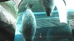 外は寒いから動物園のライブカメラで遠足しようぜ! : まめ速