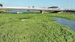 地球最悪の″侵略植物″南米の悪魔「ナガエツルノゲイトウ」が日本で大増殖する「衝撃の光景」 | FRIDAYデジタル