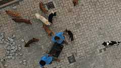 犬肉業者に禁錮10月 インドネシアで画期的判決