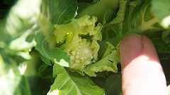 ロマネスコという野菜はいつから幾何学的な形なのか