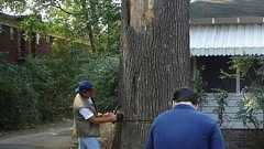 \倒れるぞー!/:ハムスター速報