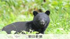 本州で唯一のクマなし県があった いない理由は?今後出る可能性は?:朝日新聞