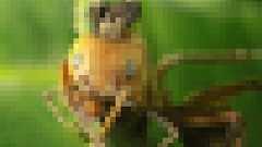 アリの頭部に寄生して発芽に有利な場所に移動させ死ぬ時間までも操作する恐怖のキノコ