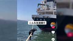 最悪真っ二つ…!福岡の埠頭で停泊してる船の係留索に綱渡りするTik Tok迷惑動画が…犯罪行為というだけでなく命の危機に瀕する事なので絶対やっちゃ駄目!