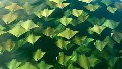 海面を幻想的に埋めつくす黄金のエイの大移動 : らばQ