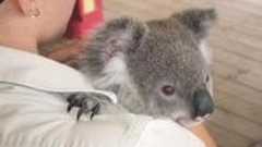 『リエゾンで診るウェルニッケ脳症』