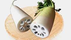 ダイコンの大幅軽量化に成功 レンコン遺伝子導入