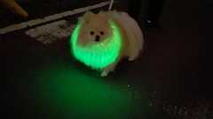 大福ちゃん🐶ポメラニアン on Twitter: "だいふくちゃんに光る緑の輪っか付けたら野生のモンスターみたいになりました #犬 #ポメ #ポメラニアン https://t.co/cOorYCPU2T"