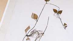 牧野富太郎らから託された貴重な植物標本がピンチです | 東京大学