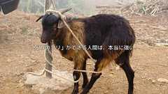 「バカのフリ」ができる人間は、本当に強い。