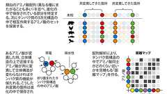 2024年ノーベル化学賞:タンパク質の設計と構造予測に貢献した3氏に|日経サイエンス