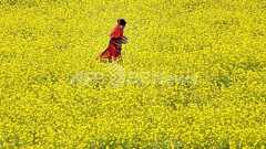 むち打ち刑で少女死亡、「殺人」と断定 バングラデシュ