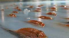 5000匹の魚を氷漬けに 炎上していたスペースワールドの「氷の水族館」企画中止が決定 パーク側が謝罪 | ねとらぼ