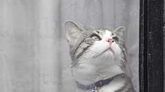 ネコ家畜化、新石器時代に拡大か DNA研究