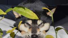 ワンコNG食材 ? ダメ。ゼッタイ。野菜編 - 柴道楽