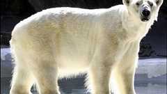 「シロクマが空から降ってくる」環境保護団体が放送している不気味すぎるコマーシャル