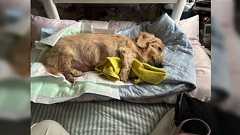 18歳10ヶ月の老犬、水も食事も取らなくなったのでケンタッキーをあげたら嘘だろってくらい爆食いし水分も取るようになった「何でもいいから食べてって気持ちすごいわかる」