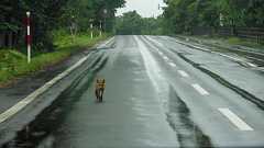 “カワイイ”が自然を殺す、北海道で見た人間の残酷さ