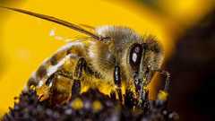 ミツバチは「ゼロ」の概念を理解できると判明