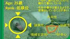 人工知能による野生ニホンザルの個体追跡プログラムを開発
