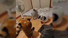 「テスト勉強中の長女がぬいぐるみを全部逆立ちさせて行った。勉強しろ」→難度高いものもあって技術点と芸術点が加点されそう「こんな効果があるかも?」