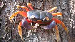 甲殻類(ロブスター/イセエビ/カニ等)をできるだけ苦しませずに殺す方法とは?茹で殺し、焼き殺し、上半身と下半身の分割は論外