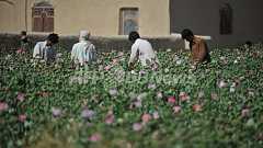 ケシ栽培から脱却できないアフガニスタンの農民