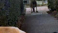 オーストラリアで超巨大カンガルーが人間をつけ回していると話題に (画像あり) : 痛いニュース(ノ∀`)