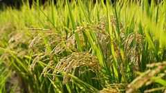 高市政権、コメ政策転換、26年は減産 高値継続か、供給過剰を懸念 | NEWSjp