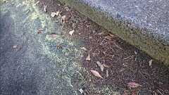 おしどりマコ「福島で口の中が金属の味、見たことのないものが付着」 - Togetter