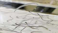 【独自】シラスウナギ不透明取引が常態化 11~24年無報告19トン流通