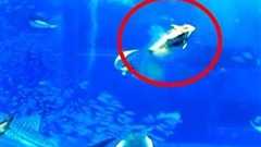 マグロのフラッシュ撮影ってやっぱり良くないの? 近大水産研究所所長に聞いてみた | ねとらぼ