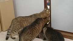 ネコの近くで掃除機をかけた結果wwwwwwwwwwwwww:ハムスター速報