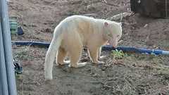 3年前に友人の畑に現れたコイツはいったい何者?どなたか教えてください🙏→動物園の飼育係さんも現れ正体が判明
