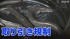 ウナギ全種類 国際取引規制の提案 否決 日本の主張認める | NHKニュース
