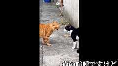 なつかしのコピペを「Sora 2」に動画化させまくってみた 「もぅマヂ無理」「猫の喧嘩」など……どんな映像になる?