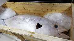 純白すぎる前代未聞の「白いマグロ」が水揚げされる! こりゃ美味そうだwwwww : ガハろぐNewsヽ(・ω・)/ズコー