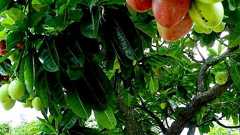 見た目は甘そうですが…実は猛毒! 沖縄旅行、こんな果実にご注意を | 沖縄タイムス+プラス