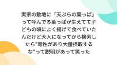 実家の敷地に「天ぷらの葉っぱ」って呼んでる葉っぱが生えてて子どもの頃によく揚げて食べていたんだけど大人になってから検索したら”毒性があり大量摂取するな”って説明があって笑った