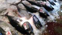 マグロ、ウナギに続き漁業も“瀕死状態”の日本