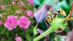 何もしなくても害虫が減る⁉ 環境に優しい害虫対策<アシナガバチ養蜂>とは