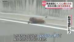 【画像】 高速道路で足が挟まったイノシシさん、猟友会に射殺される : 痛いニュース(ノ∀`)