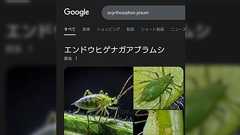 生成AIの被害の深刻さは絵の著作権問題よりも架空のネイチャーフォトによる情報汚染ではないか「このままだと取り返しがつかなくなりそう」「AIで判別できないか」