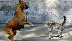 闘争・逃走反応 - Wikipedia