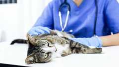 「同じ関東なのに」東京で学んだ獣医師、地元・茨城で就職して愕然…知ってほしい、「ペットの命には【地域格差】がある」という残酷な現状 | ゴールドオンライン